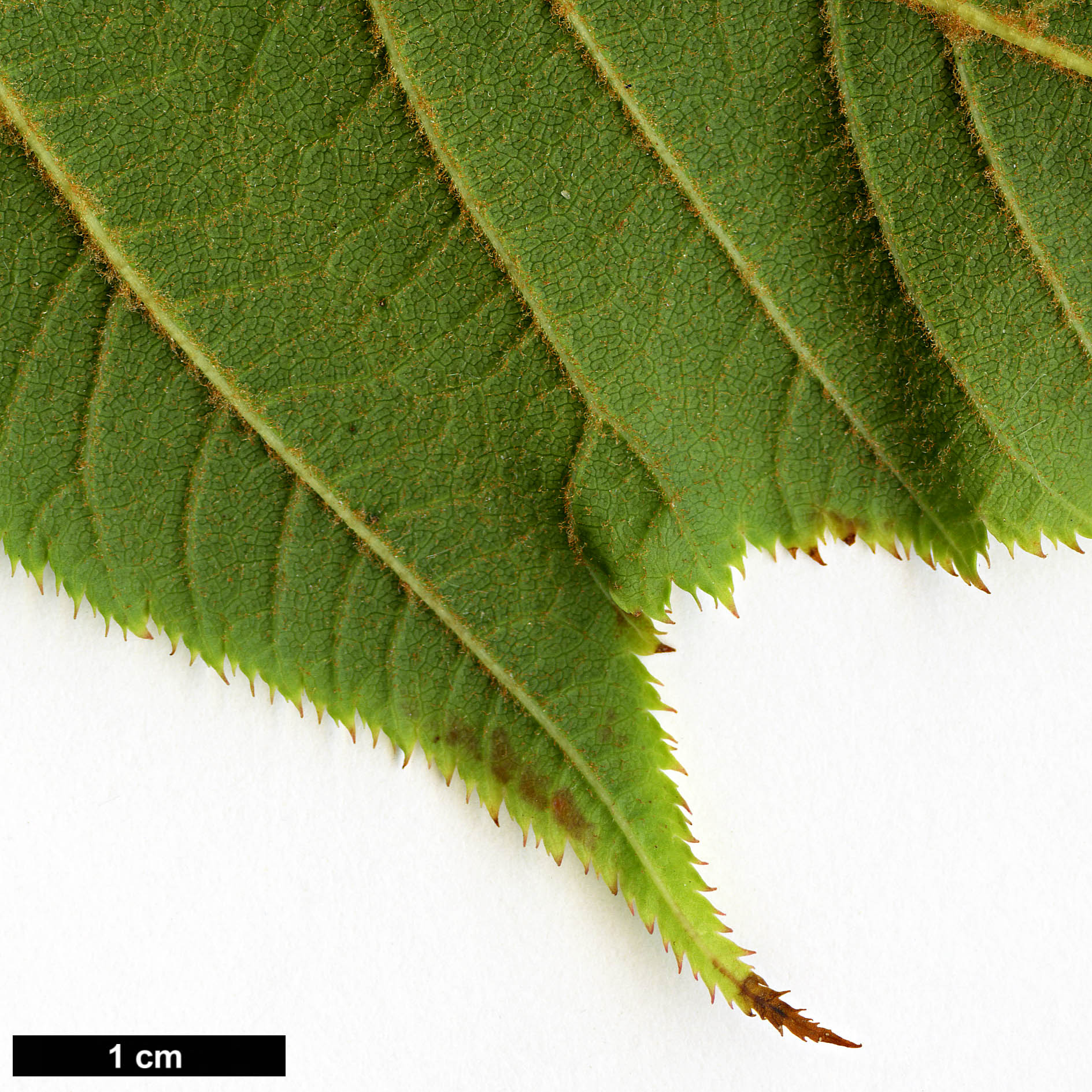 High resolution image: Family: Sapindaceae - Genus: Acer - Taxon: pectinatum - SpeciesSub: subsp. pectinatum